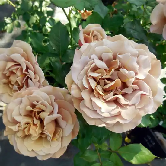 Trandafir cu parfum discret - Trandafiri - Koko Loco™ - 